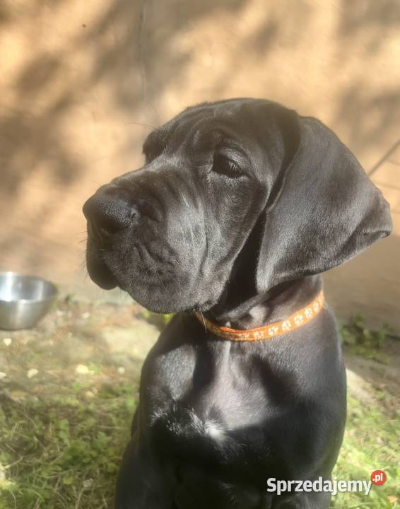 Dog niemiecki Zkwp fci Orneta