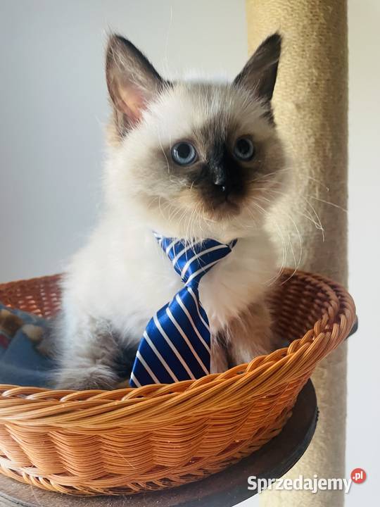Kocurek Ragdoll gotowy do przeprowadzki kujawsko-pomorskie Inowrocław