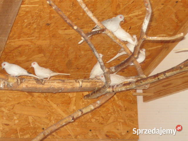 gołąbki diamentowe Kraków