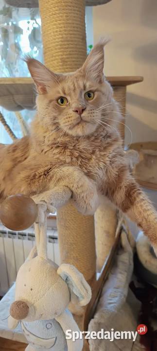 Kotka Maine Coon Tsunami Koty Thomasa wielkopolskie sprzedam