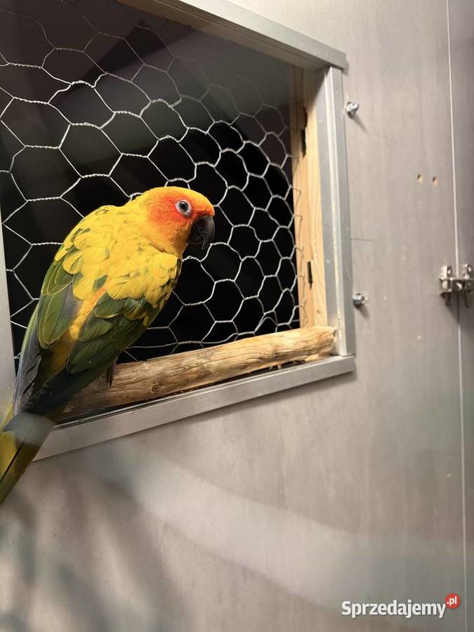 Papugi Konury Słoneczne para samiec samica