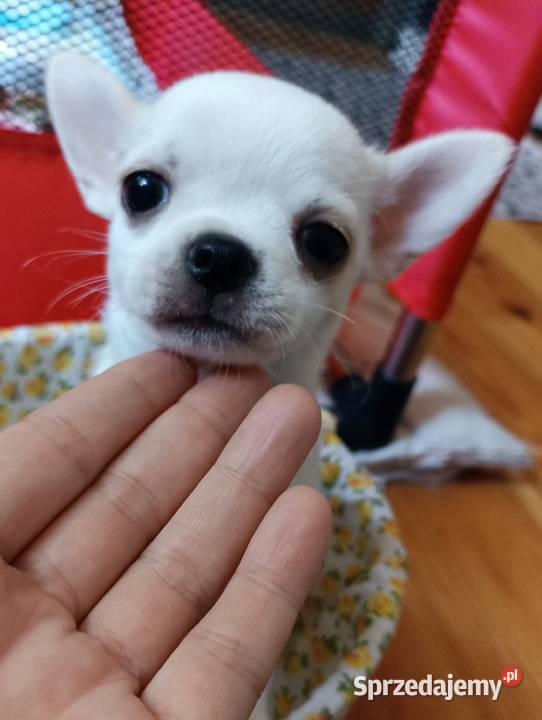 Suczka biała chihuahua krótkowłosa rodowód Bełchatów