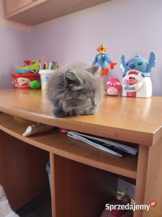 Kot brytyjski długowłosy kocurek