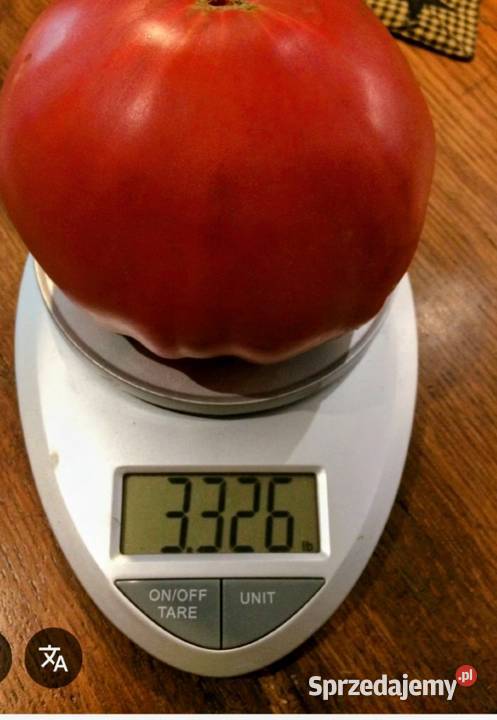 Big Zac pomidor Rekord świata Gigant nasiona małopolskie Kraków