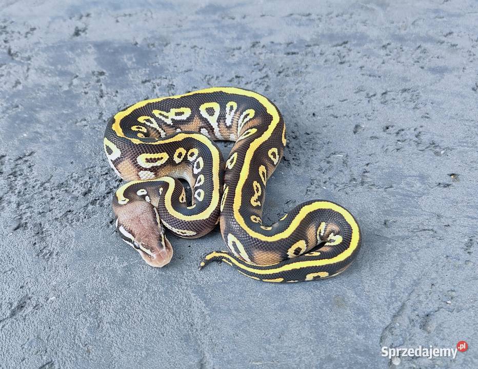 Pyton Królewski samiec Black Head Mojave Pastel Gadka