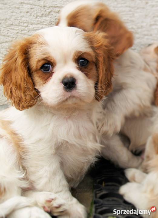 Cavalier King Charles Spaniel z rodowodem Zwierzęta Kielce