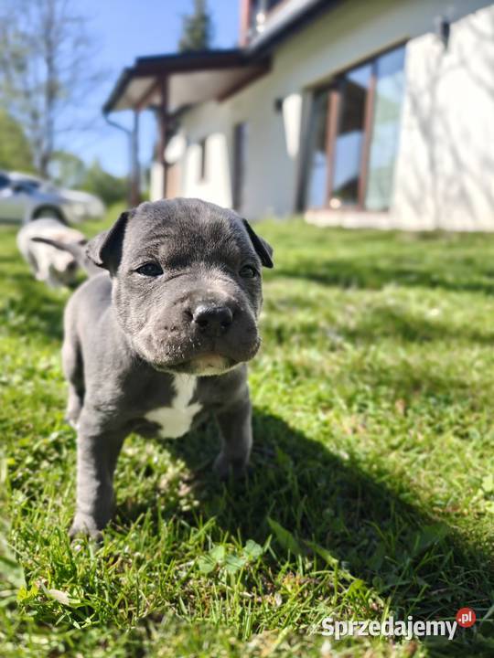 Oddam Szczeniaki American Staffordshire Terrier Pozostałe podkarpackie Ustrzyki Dolne