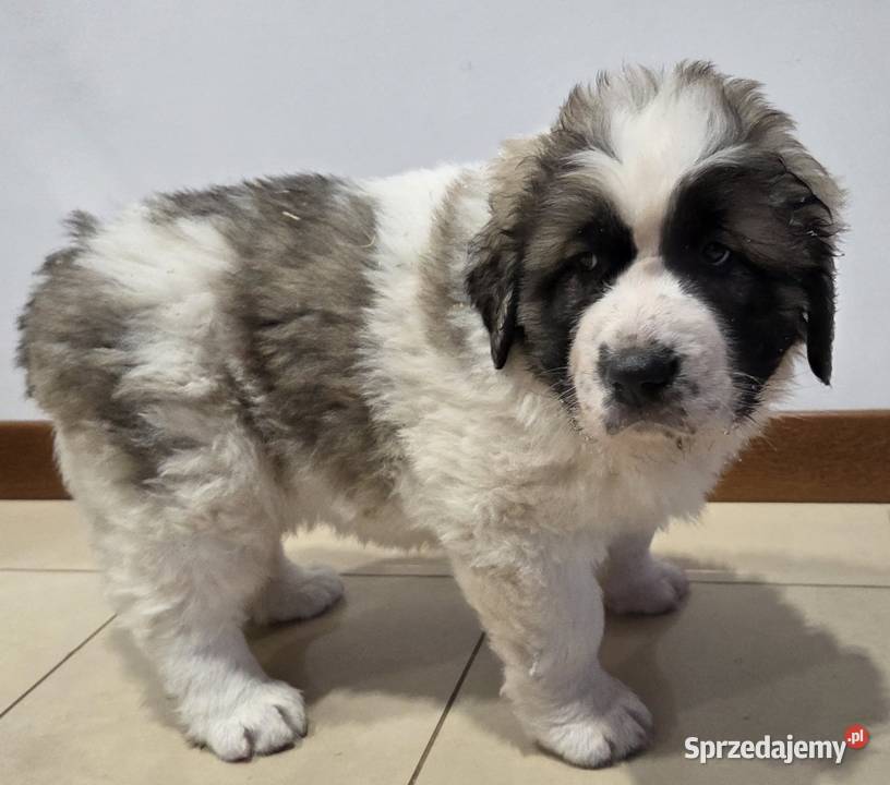 Mastif Pirenejski ZKwPKrakow szczeniaki dostepne małopolskie Ochmanów