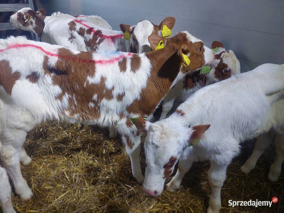 Miesne byczki miesne jaloszki cieleta Wiszenki