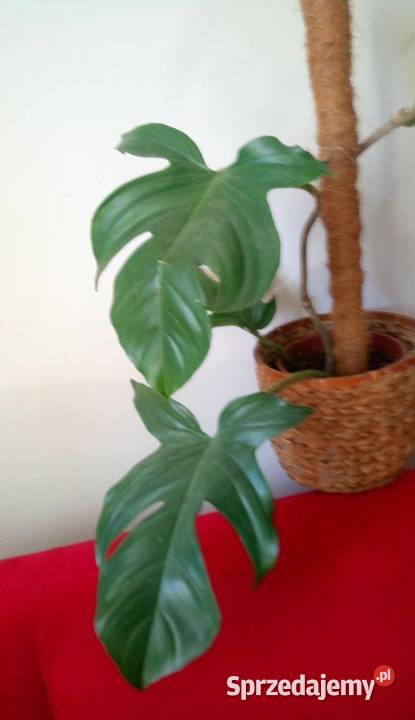 098 Kwiaty doniczkowe Philodendron squamiferum Warszawa sprzedam