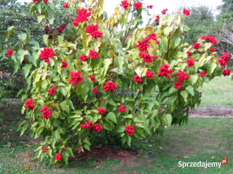 ARNOTA WŁAŚCIWA Bixa orellana NASIONA 400 sztuk kujawsko-pomorskie Lubanie