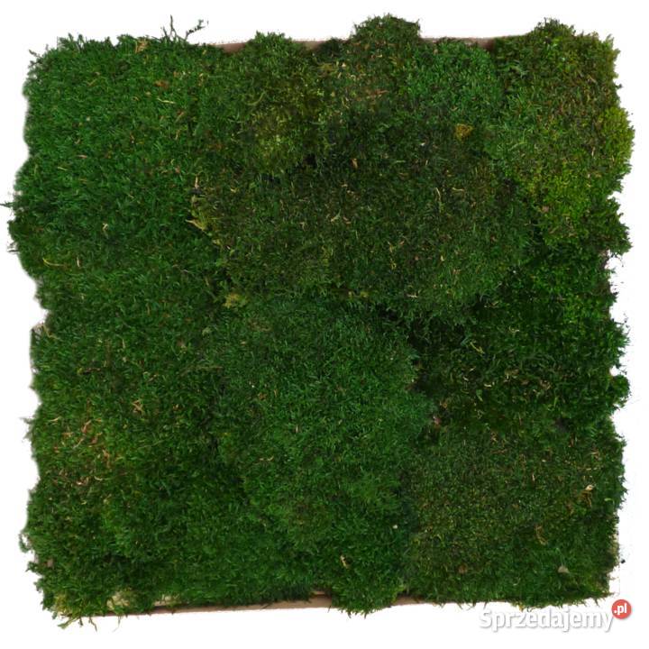 Panel z mchu płaskiego PREMIUM Natural Green na śląskie Czarków