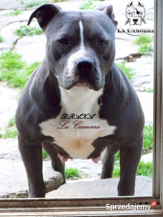 American Staffordshire Terrier Amstaff Szczeniak opolskie Paczków sprzedam