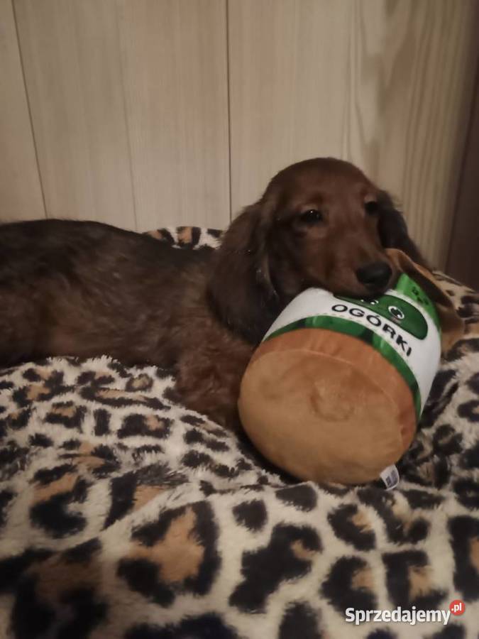 Jamnik długowłosy miniaturowy piesek