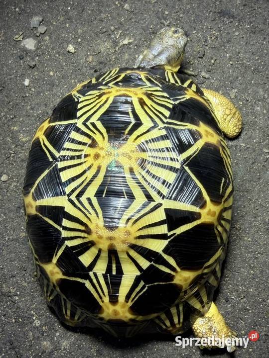 Żółw Jeżów Sudecki sprzedam