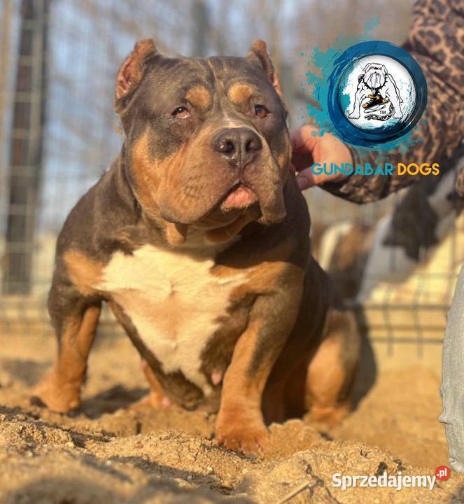 American Bully ABKC Gundabar Dogs suczki Koło