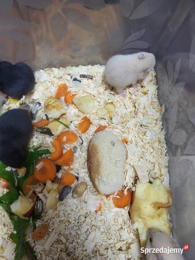 Chomiki syryjskie dolnośląskie