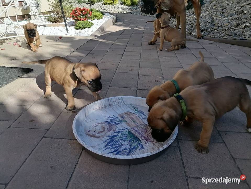 Bokser szczenięta Bokser