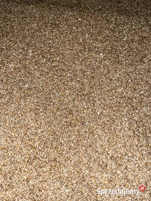 Pszenica ozima Lisów sprzedam