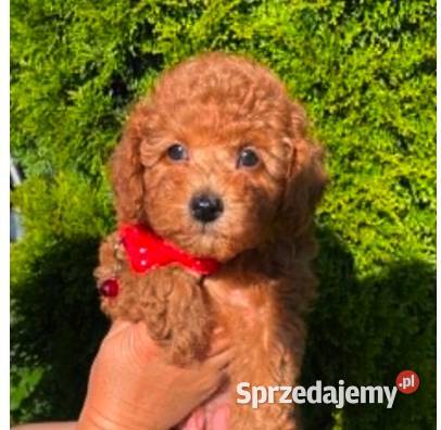 Pudel Toypiękny pudelek red Tobi