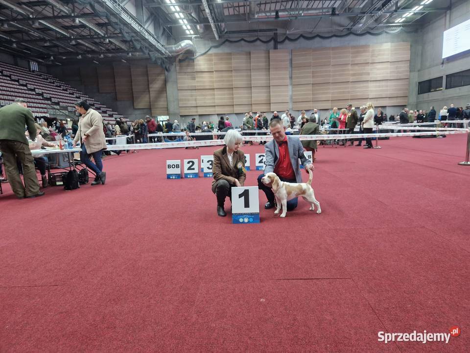 Piesek Beagle ZkwpFCI Championach DNA małopolskie Sułkowice