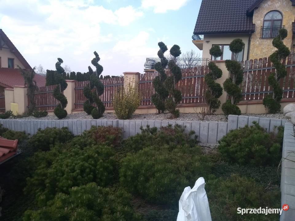 Przycinanie tui drzew i krzewów Ładna