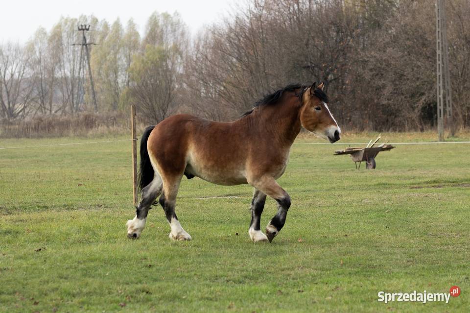 Ogierek zimnokrwisty Konie Swory
