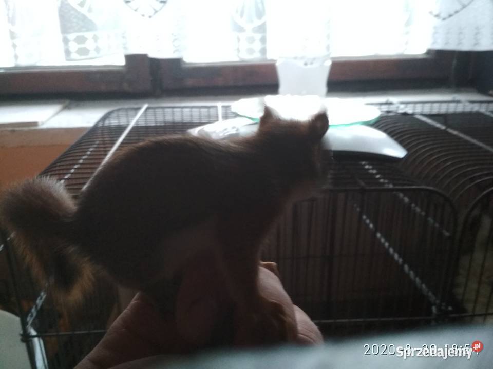 Sprzedam wiewiórki Hudsona ręcznie karmione Jastrzębie-Zdrój