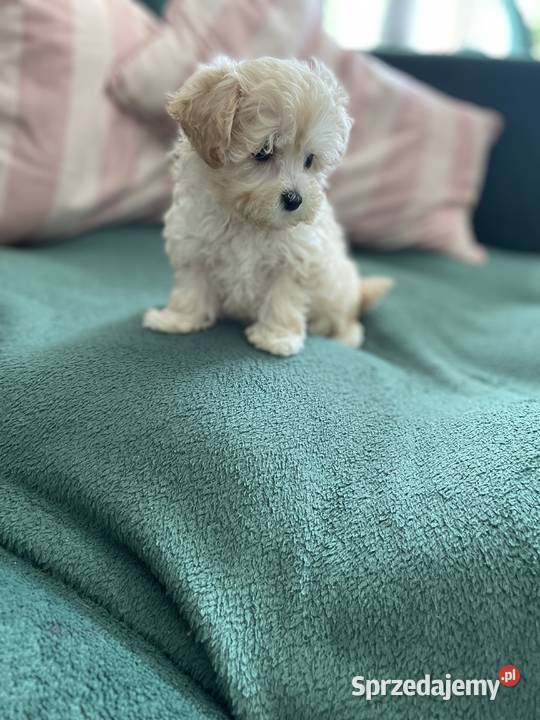Maltipoo piesek i suczka Psy Częstochowa