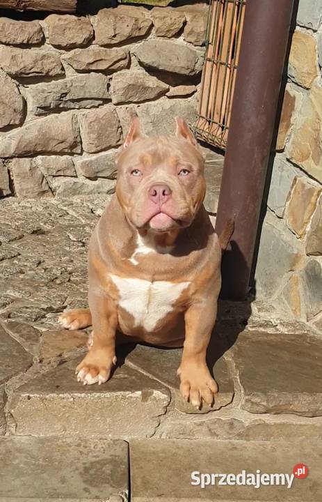 American Bully Pocket Pies Limanowa