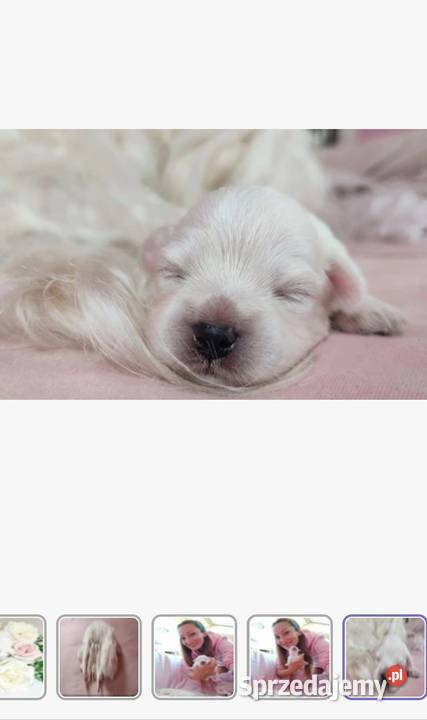 Maltańczyk szczeniaczki z rodowodem Kowary