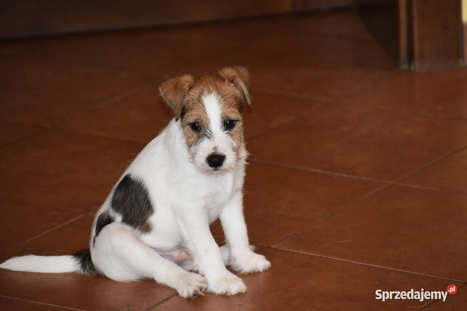 Piękne szczenięta Parson Russell Terrier rodziny Pozostałe sprzedam