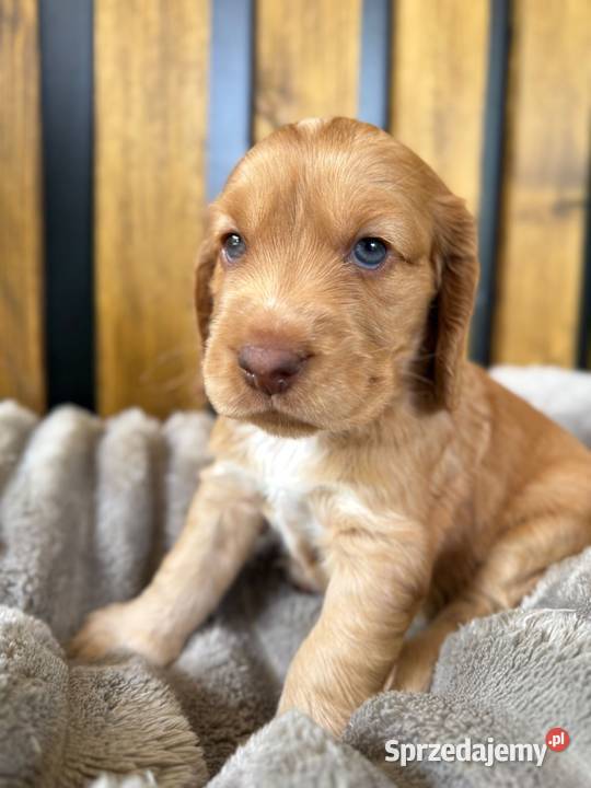 Cocker Spaniel Angielski Włodary