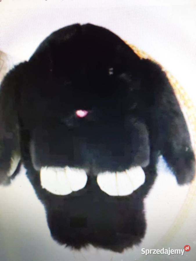 Brelok czarny futrzany króliczek Nowy Wrocław