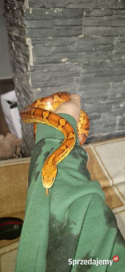 Wąż zbożowy z terrarium plus mata grzewcza Księginice