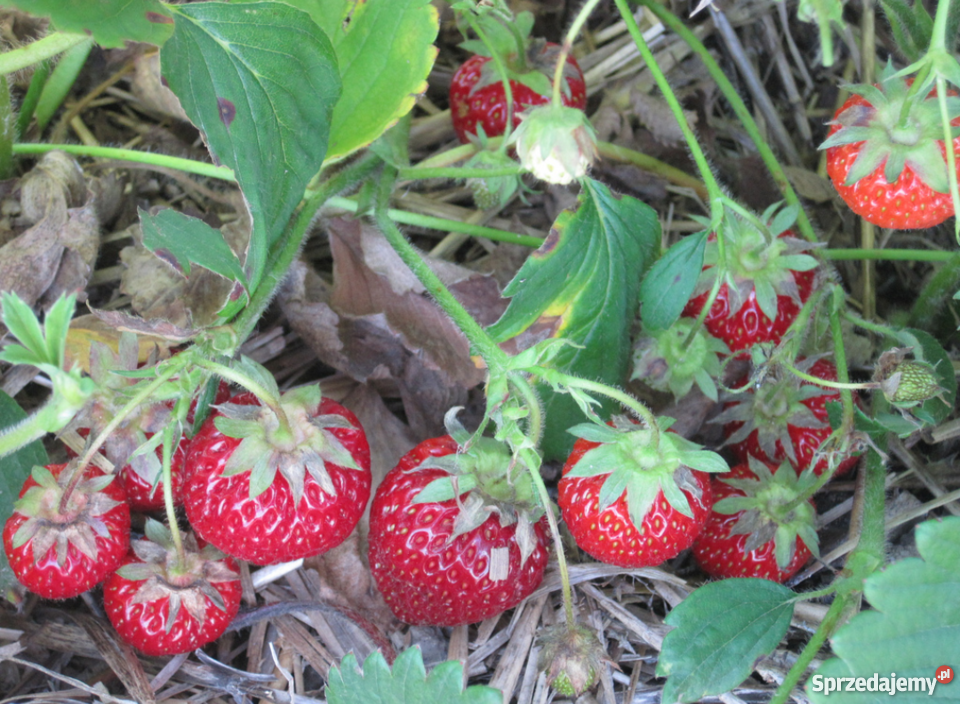 Sprzedam pyszne truskawki Nowy Sącz