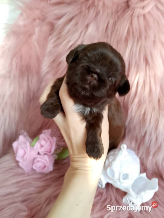 Czekoladowa suczka rasy ShihTzu