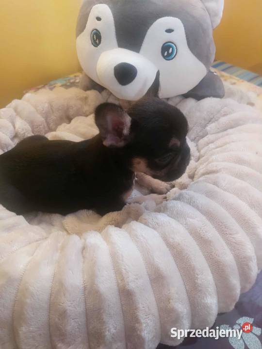 Suczki buldog francuski sprzedam