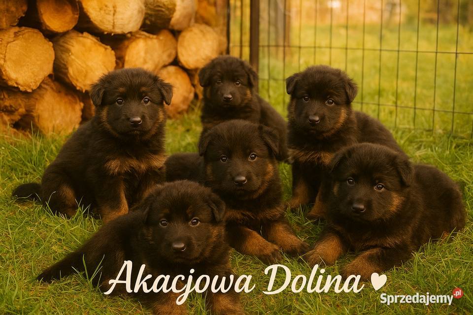 Szczeniaki owczarka niemieckiego długowłosego