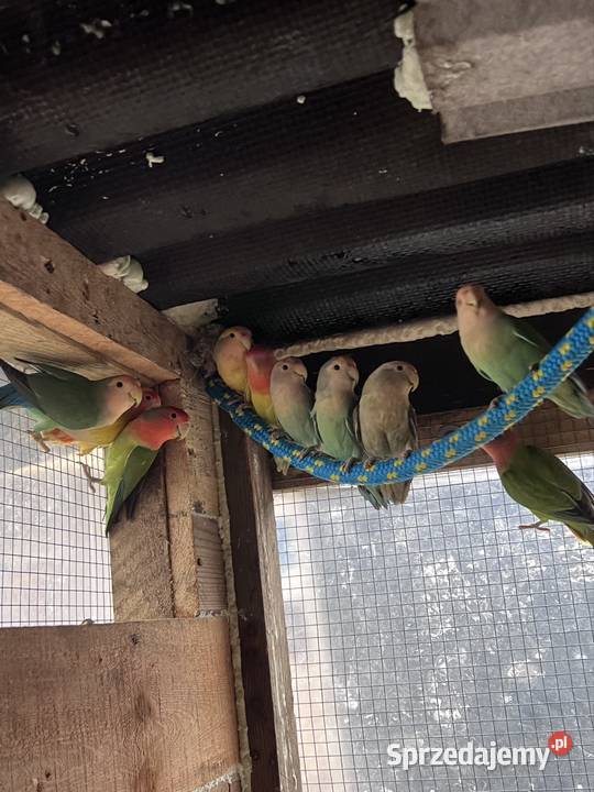 Sprzedam papugi Zwierzęta Kalisz sprzedam
