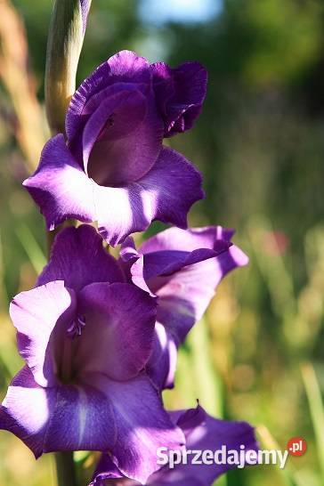 Mieczyki cebulki Białowieża