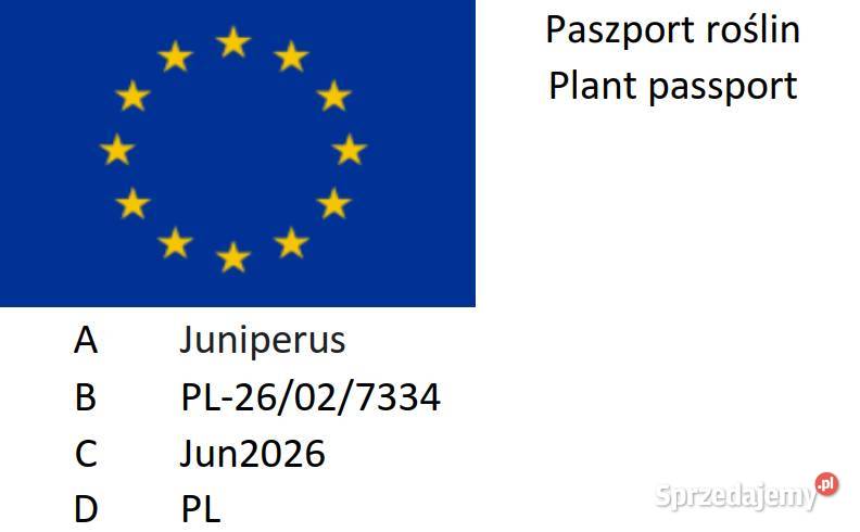 Jałowiec skalny kolumnowy Blue Arrow Jędrzejów