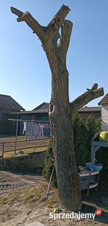 Sprzedam orzech włoski Kalisz sprzedam