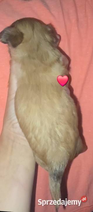 Chihuahua sunia długowłosa FCI łódzkie Łódź