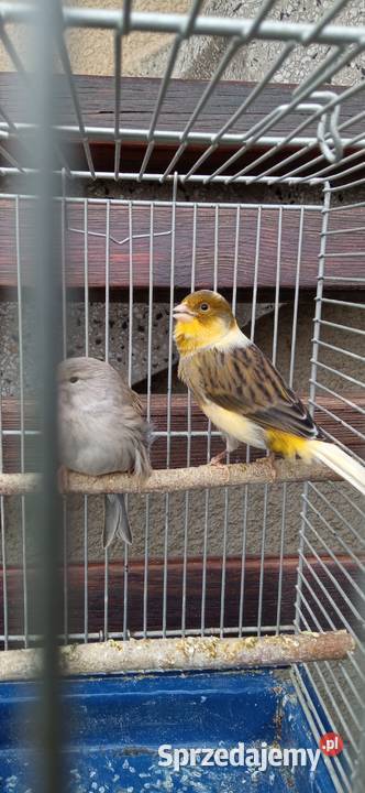 Kanarek samica Rzeszów sprzedam