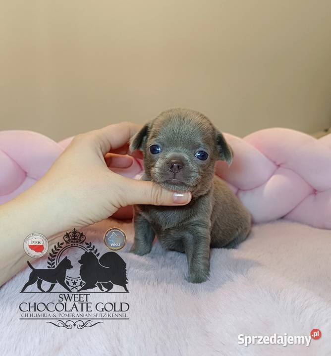 Chihuahua sunia krótkowłosa piękna badania mazowieckie Warszawa
