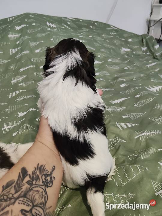Sprzedam młode pieski rasy shihtzu łódzkie Wieruszów