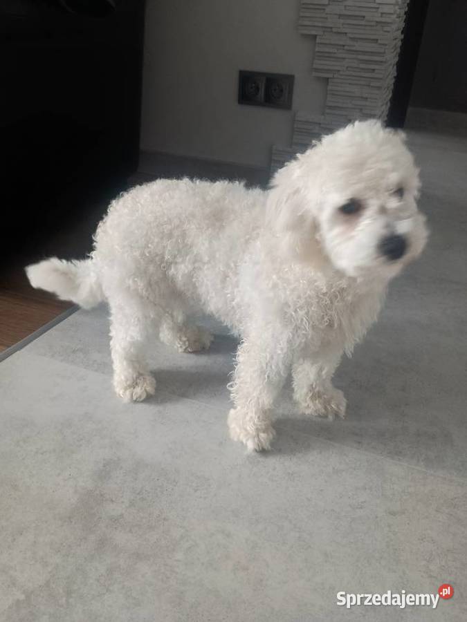 Piesek matipoo łódzkie Smardzewice sprzedam