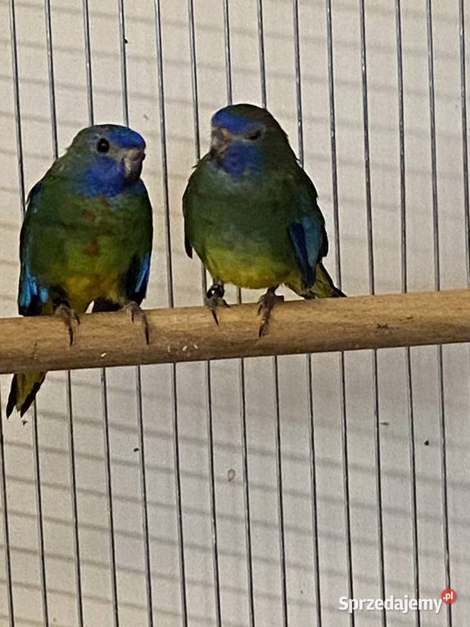 łąkówki wspaniałe Gorzów Wielkopolski