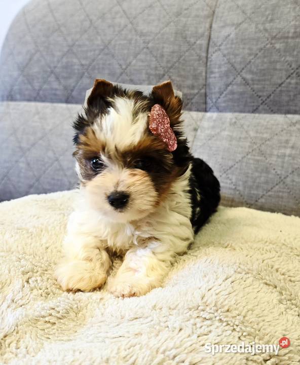Prześliczna suczka Biewer Yorkshire Terrier Orzesze
